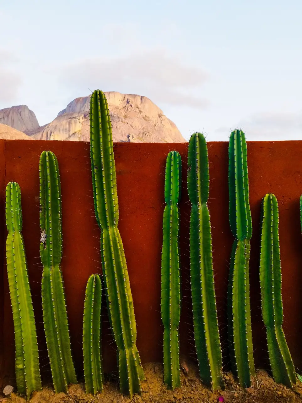 mur en laterite et cactus vue sur la reserve d'anja